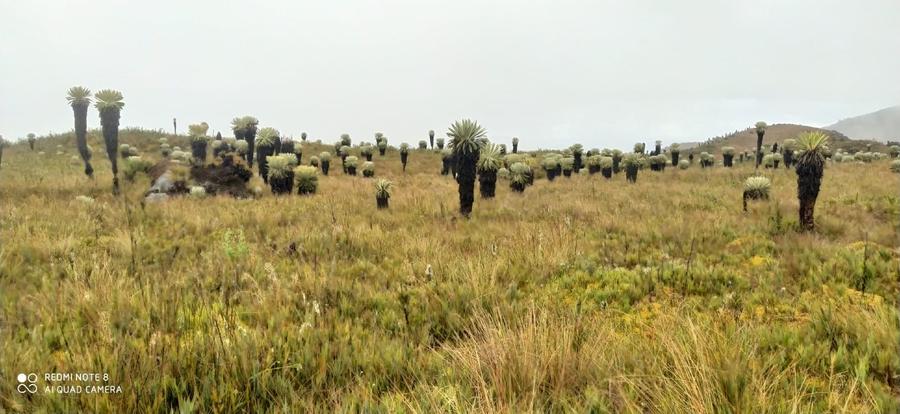 Frailejones del páramo Los Colorados — Familia Riaño