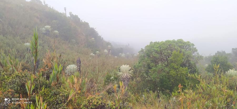Frailejones en flor — páramo Los Colorados
