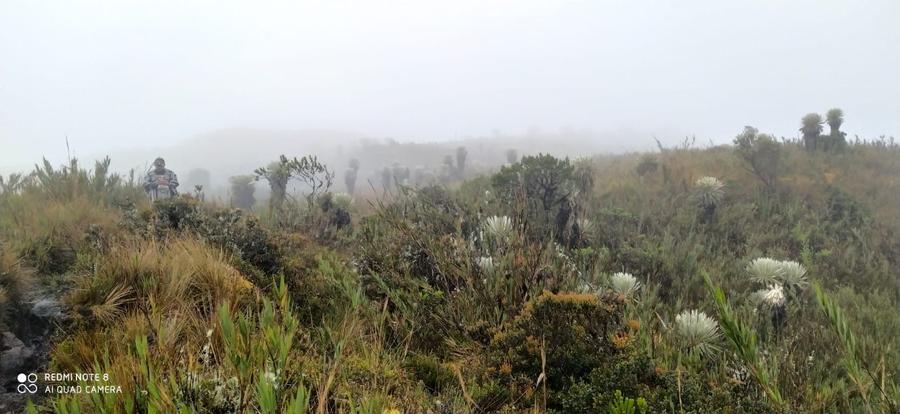 Niebla andina sobre el páramo