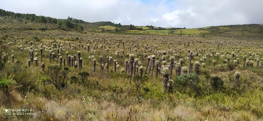 Siluetas de frailejones al amanecer