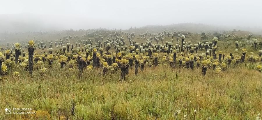 Praderas y frailejones — corredor ecológico